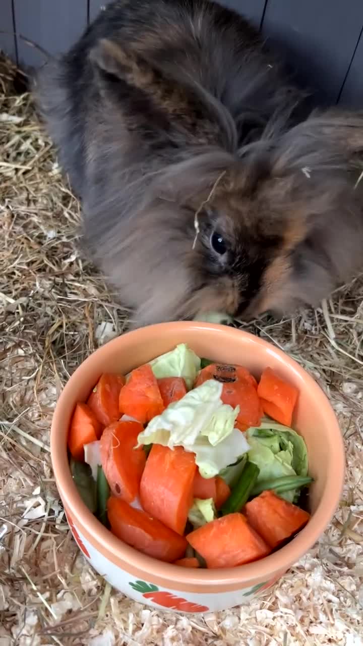 Mixed Breed rabbits for sale: 2 Lop ear crossed Lion-head Rabbits - Video 1