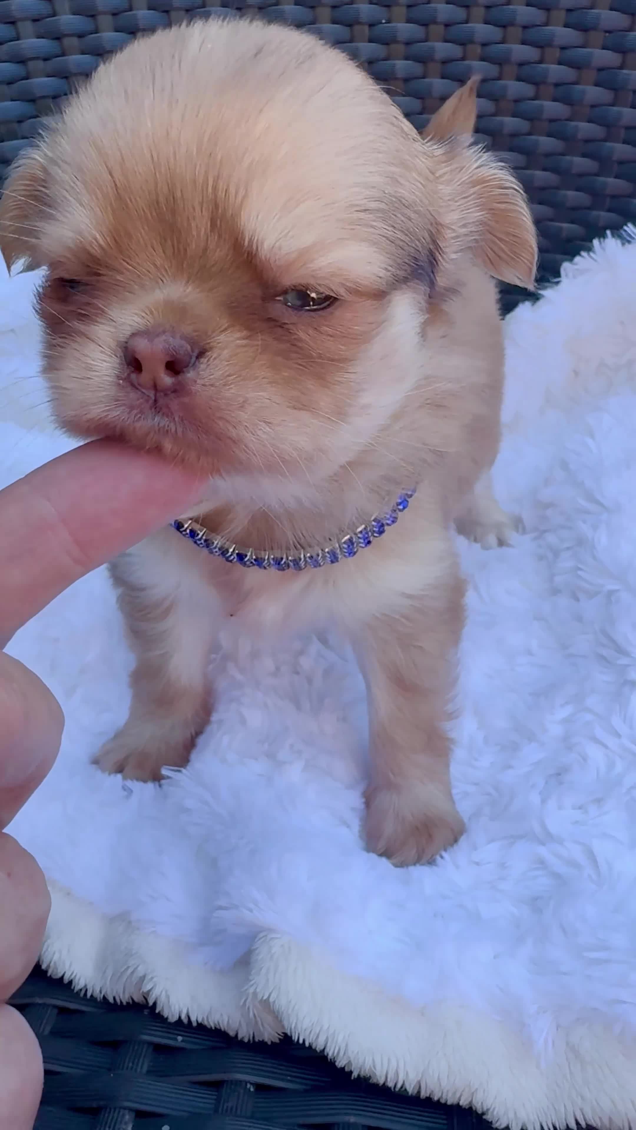 Chihuahua dogs for sale: Chihuahua puppies lilac merle Russian lines - Video 2