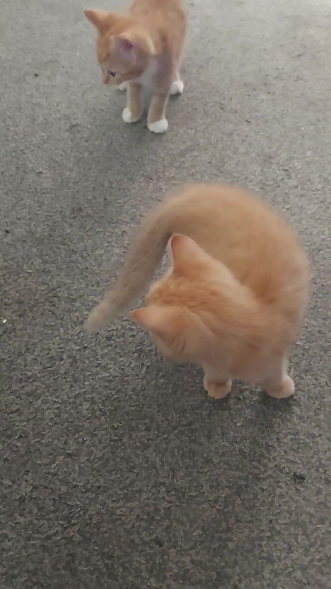 Mixed Breed cats for sale: Four beautiful kittens  in London - Video 1