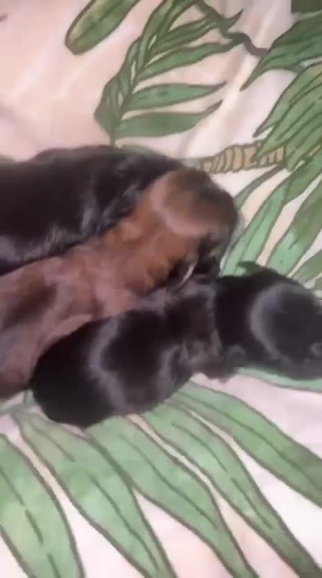 Mixed Breed dogs for sale: Puppies  - Video 4