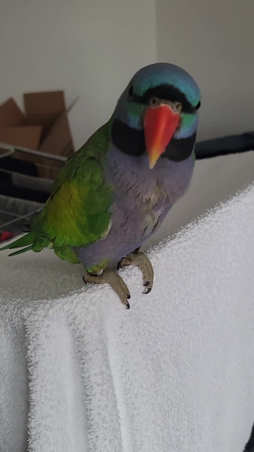 Parrots birds for sale: Derbyan parrot  in Glasgow - Video 1