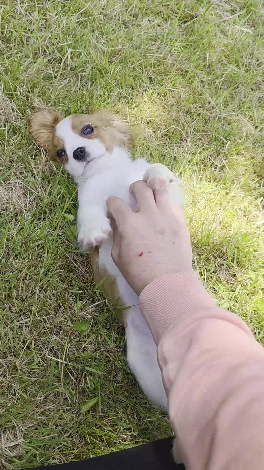 Cavalier King Charles Spaniel dogs for sale: Friendly and playful Cavalier Puppies - Video 2