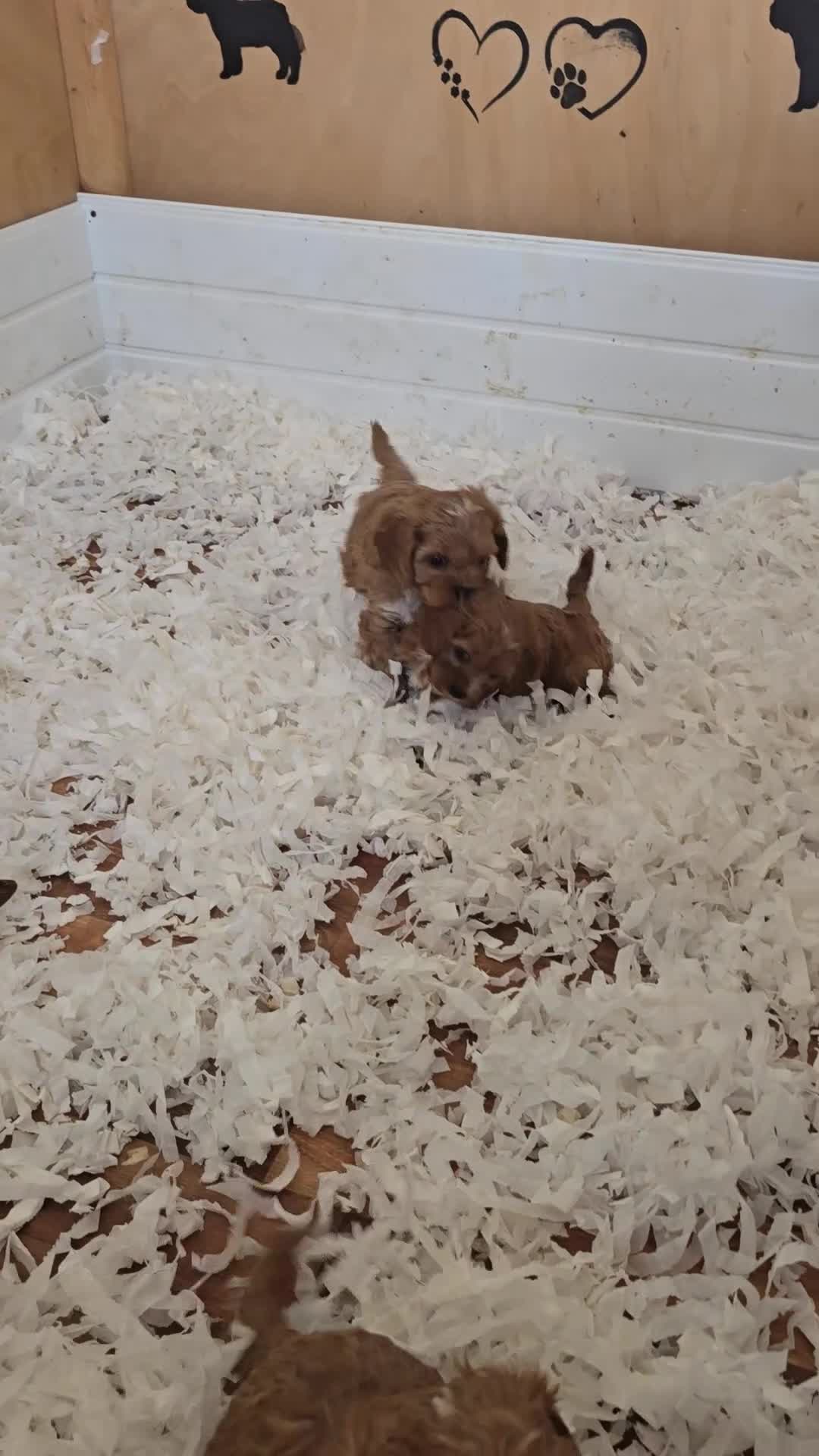Cavapoo dogs for sale: Fox Red f1 cavapoo puppies  - Video 3
