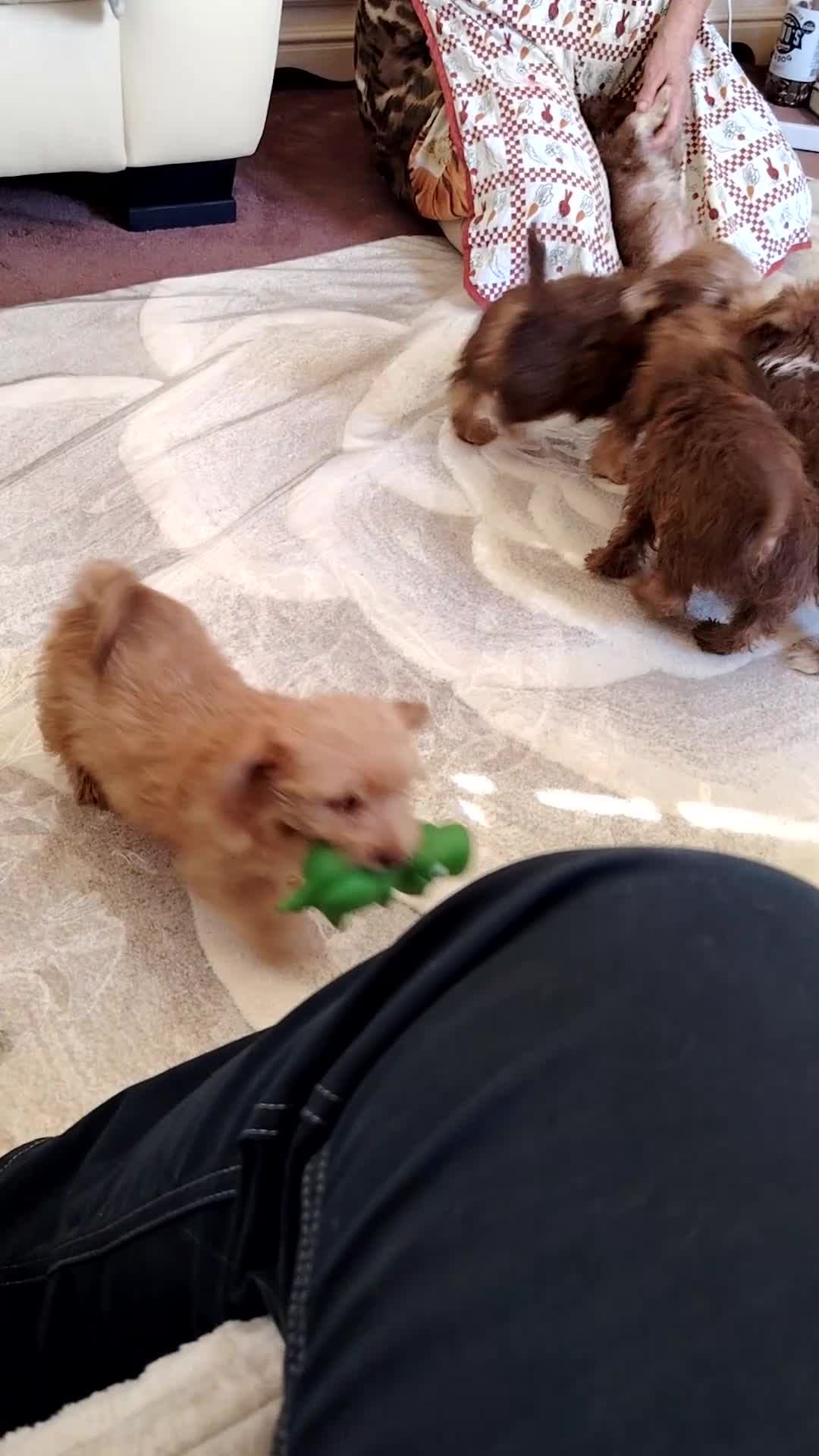 Norfolk Terrier dogs for sale: Norfolk Terrier Puppies  in Wellingborough - Video 1