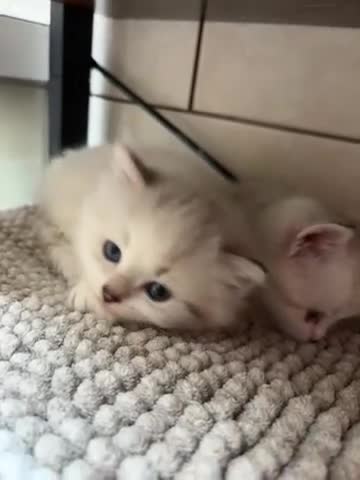 British Shorthair cats for sale: Beautiful British Shorthair Lynx Point Mix Kitten  in Ashton-under-Lyne - Video 1