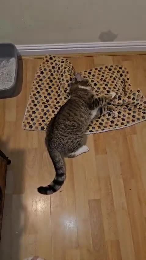 Mixed Breed cats for adoption: Tiger looking for a home - Video 1