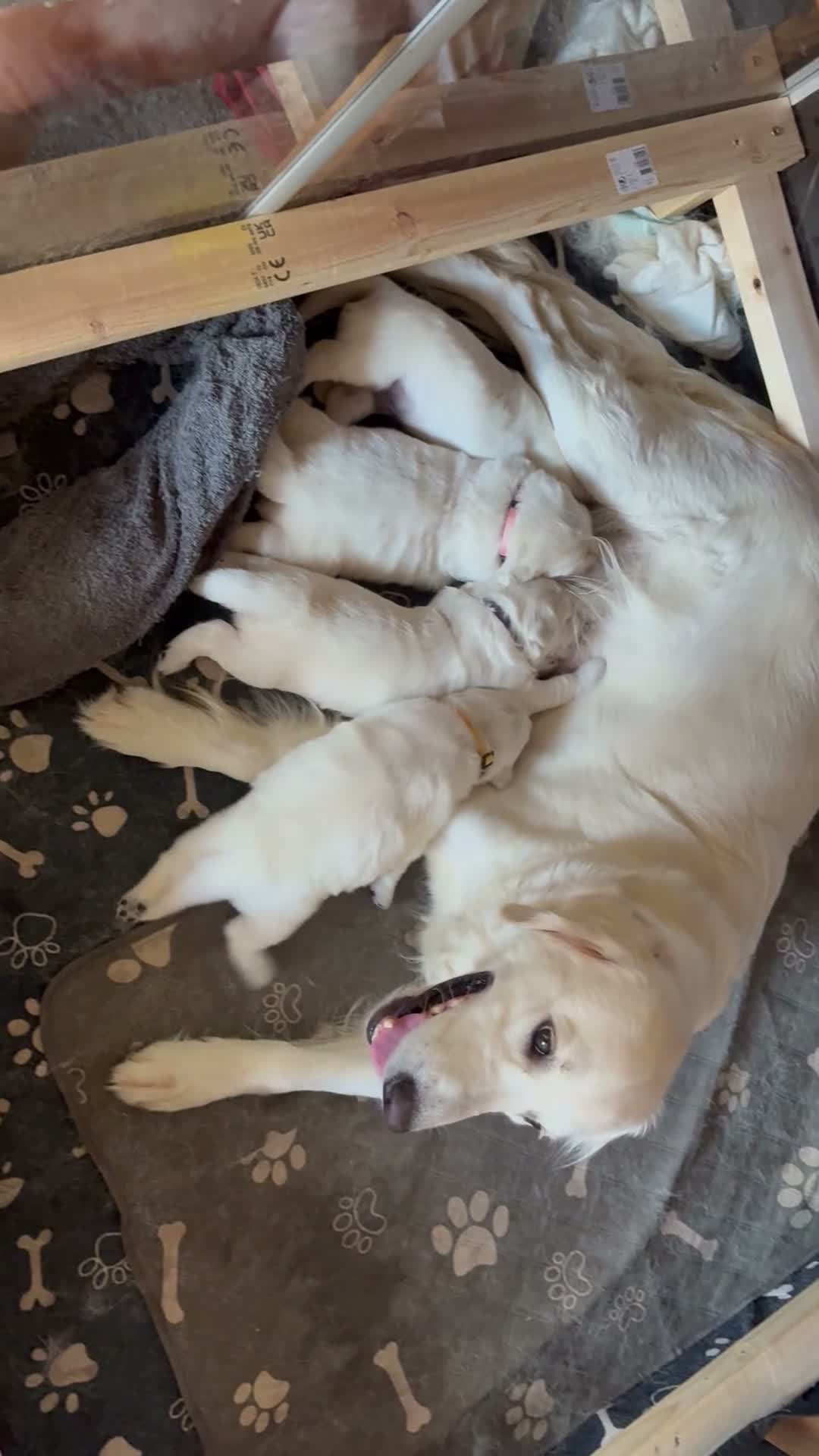 Golden Retriever dogs for sale: Stunning Cream Golden Retriever Puppies  - Video 1