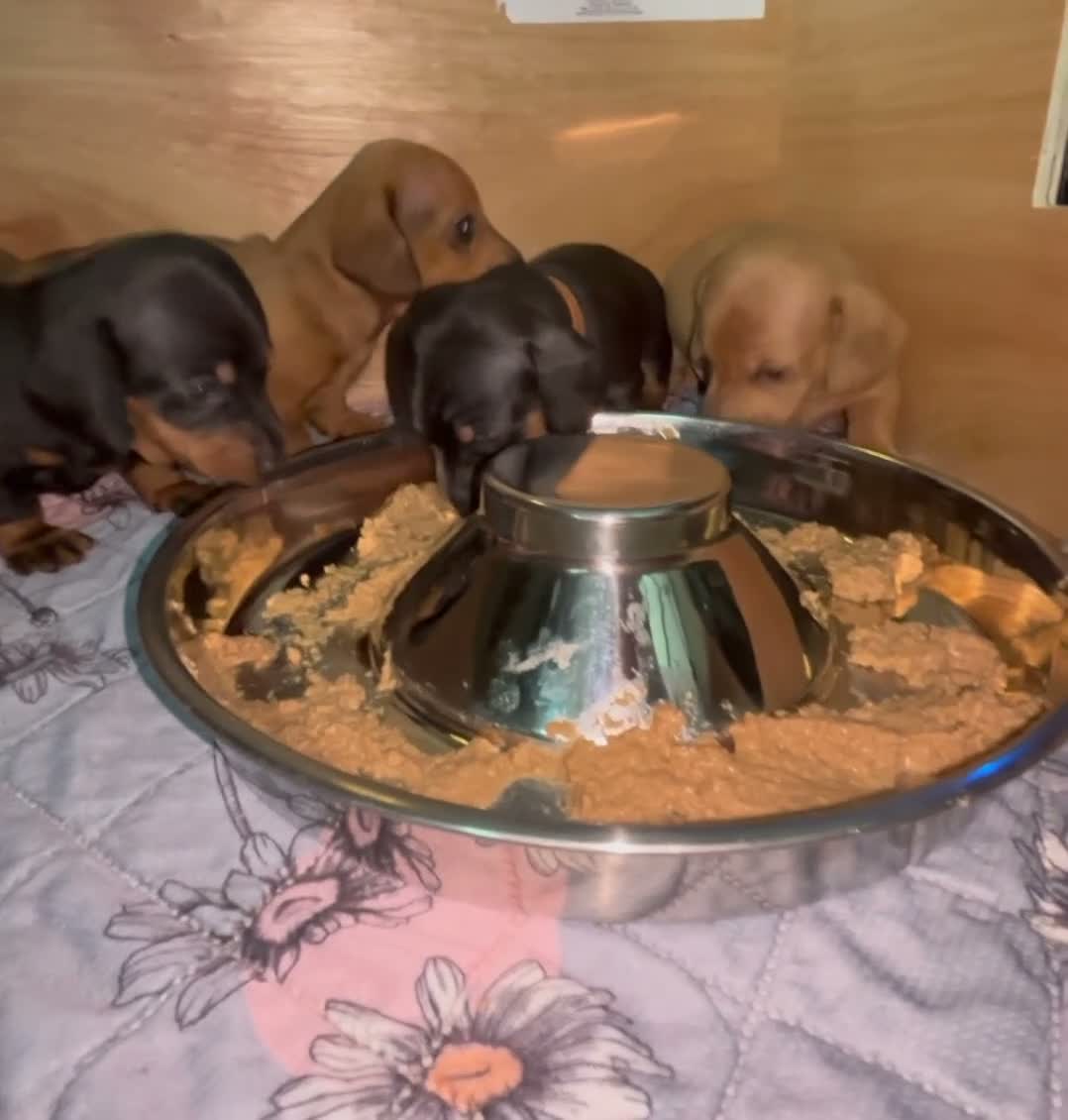 Dachshund dogs for sale: Beautiful mini Dachshunds  - Video 2