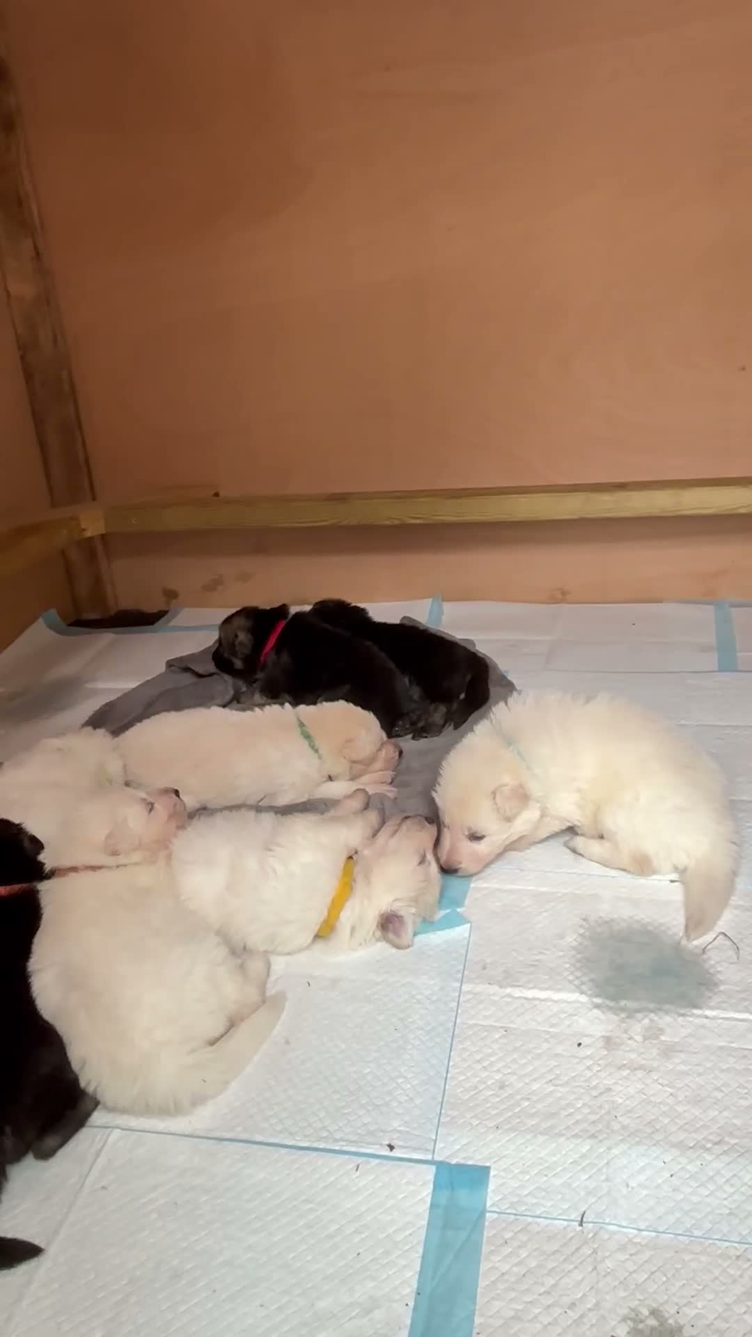 German Shepherd dogs for sale: Beautiful German shepherd puppies 🐾 - Video 1