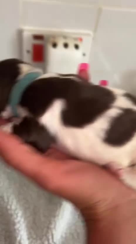 English Springer Spaniel dogs for sale: English Springer Spaniel  in Saint Helens - Video 3