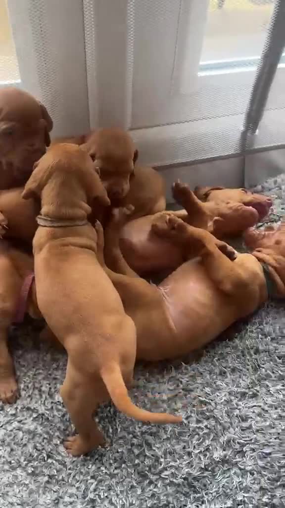 Hungarian Vizsla dogs for sale: KC Hungarian Vizsla Puppies - Video 1