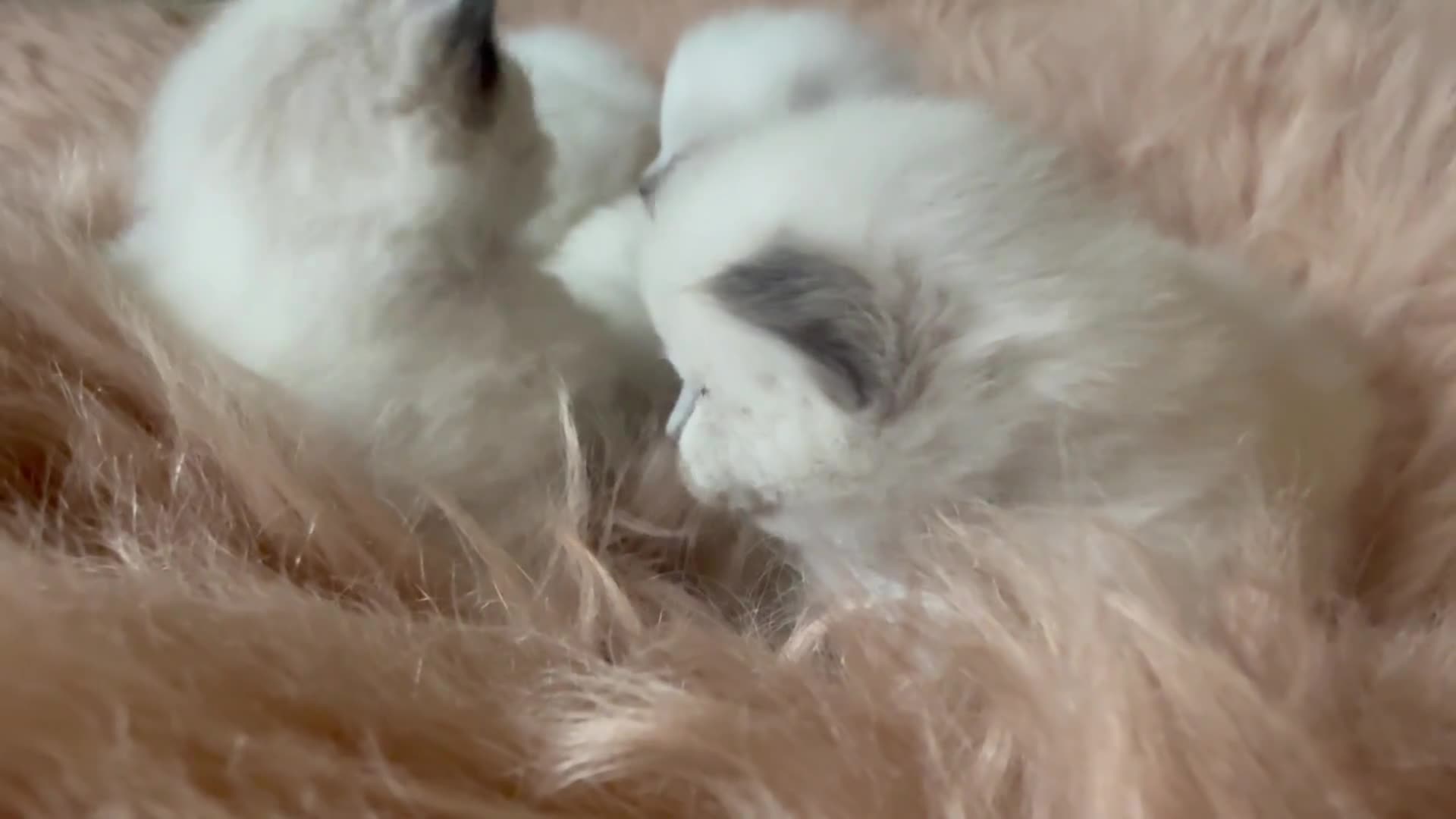 Ragdoll cats for sale: Stunning ragdoll babies! 😻😽 - Video 2