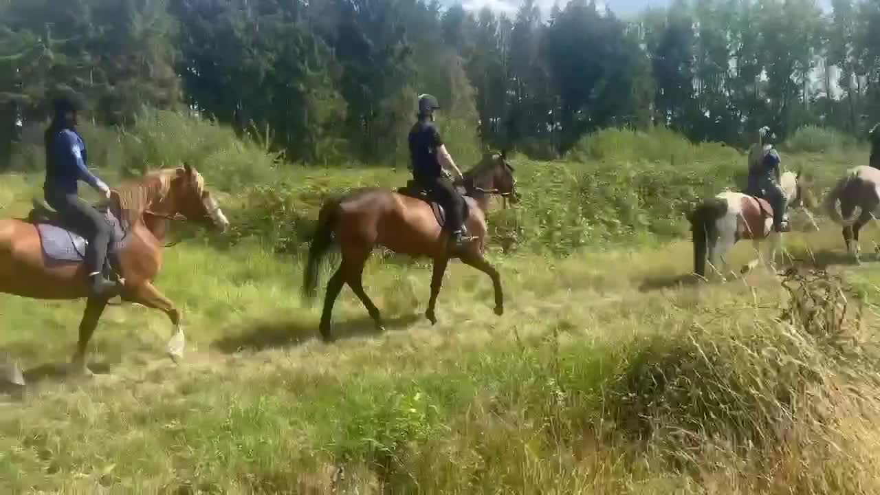 Welsh Section A horses for sale: Ideal first pony/LR - 5 year old gelding  in Rugby - Video 3