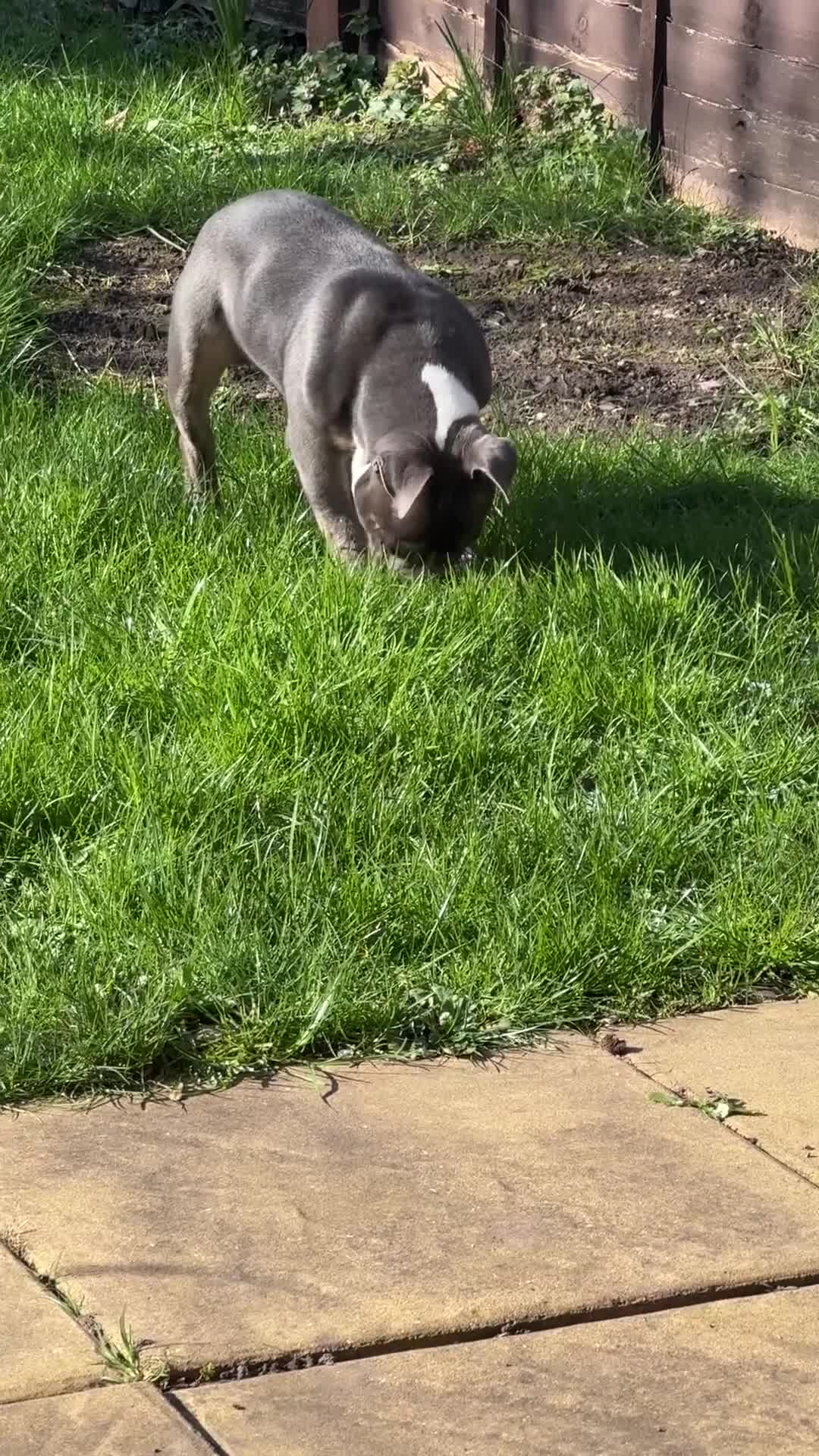 American Bully dogs for sale: Pocket Bully – 8 Months Old in Tamworth - Video 1