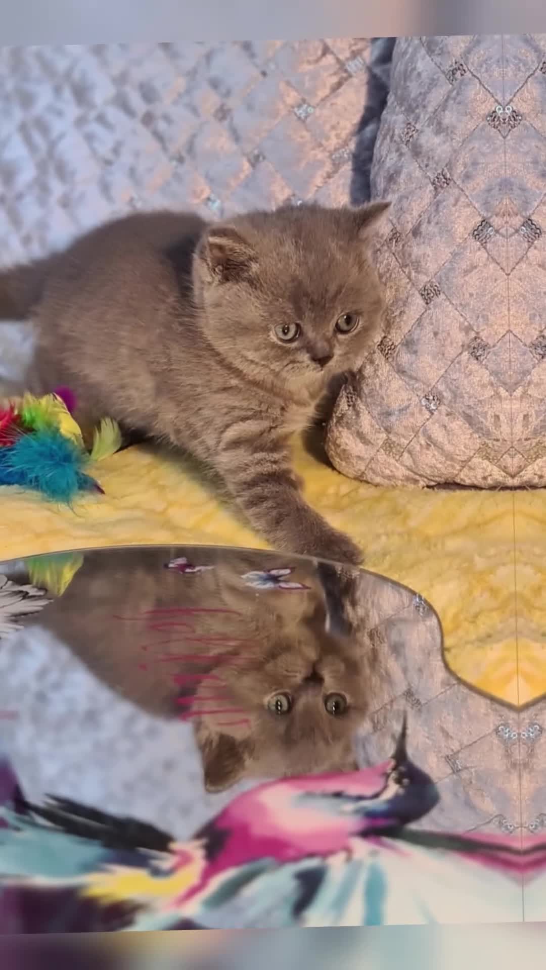 British Shorthair cats for sale: GCCF reg.Full vaccination British shorthair girl  - Video 1