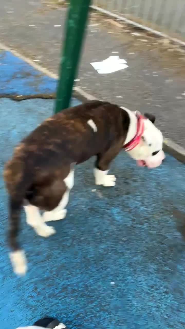 American Bulldog dogs for sale:  american bull dog  in Bradford - Video 4