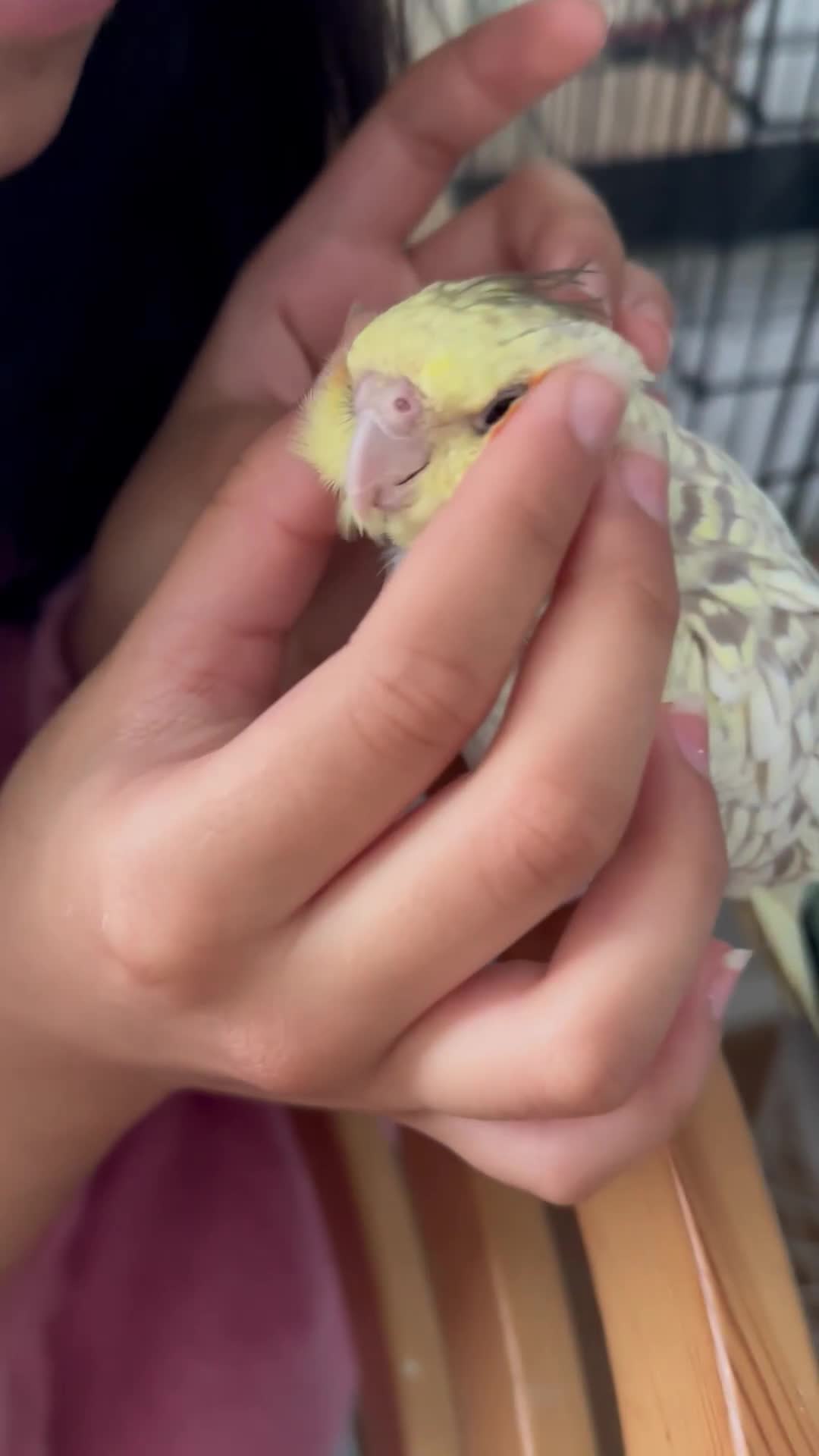 Cockatiels birds for sale: Hand tamed Cockatiel with cage and toys - Video 1