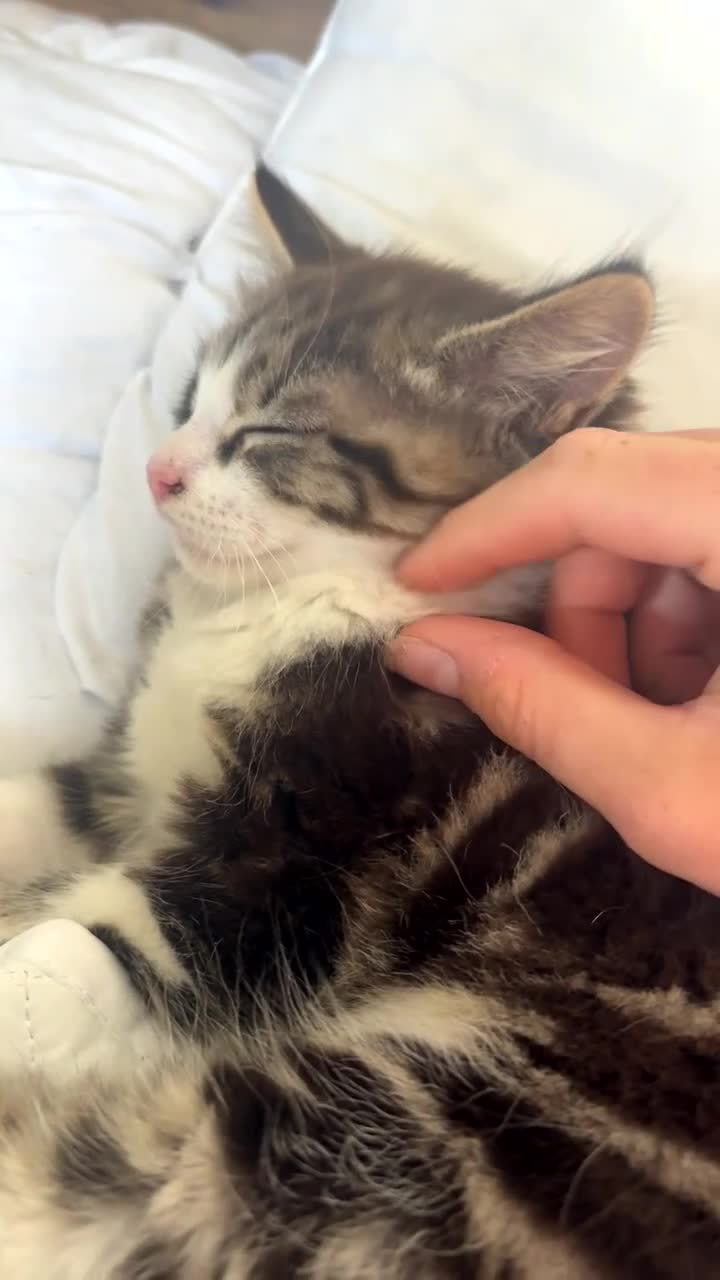 Mixed Breed cats for sale: Loving kittens for sale  in Irvine - Video 1