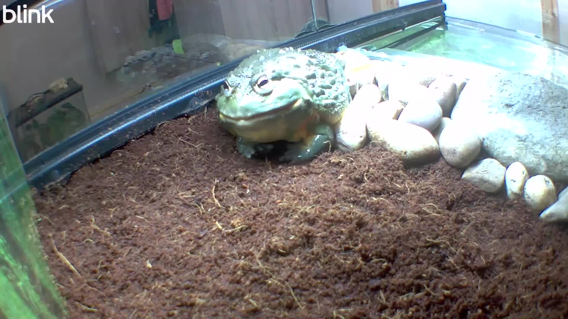 Frog reptiles for sale: Male African Bull Frog  - Video 1