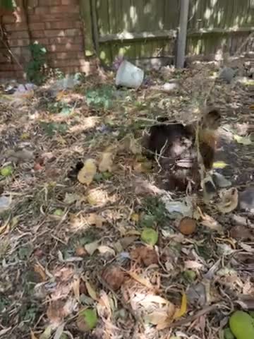 Mixed Breed poultry for sale: Mixed chicks for sales  - Video 1