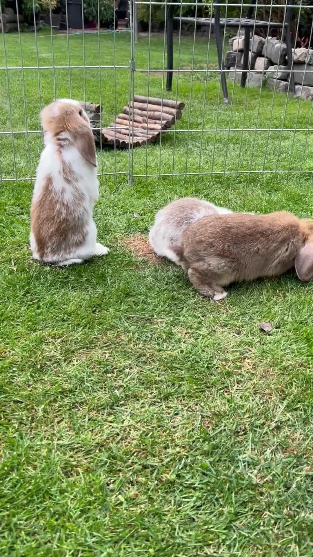 Mini Lop rabbits for sale: mini lops  - Video 1