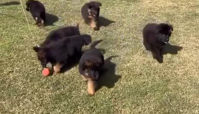 German Shepherd dogs for sale: Intelligent German Shepherd Puppies for Sale - Video 1