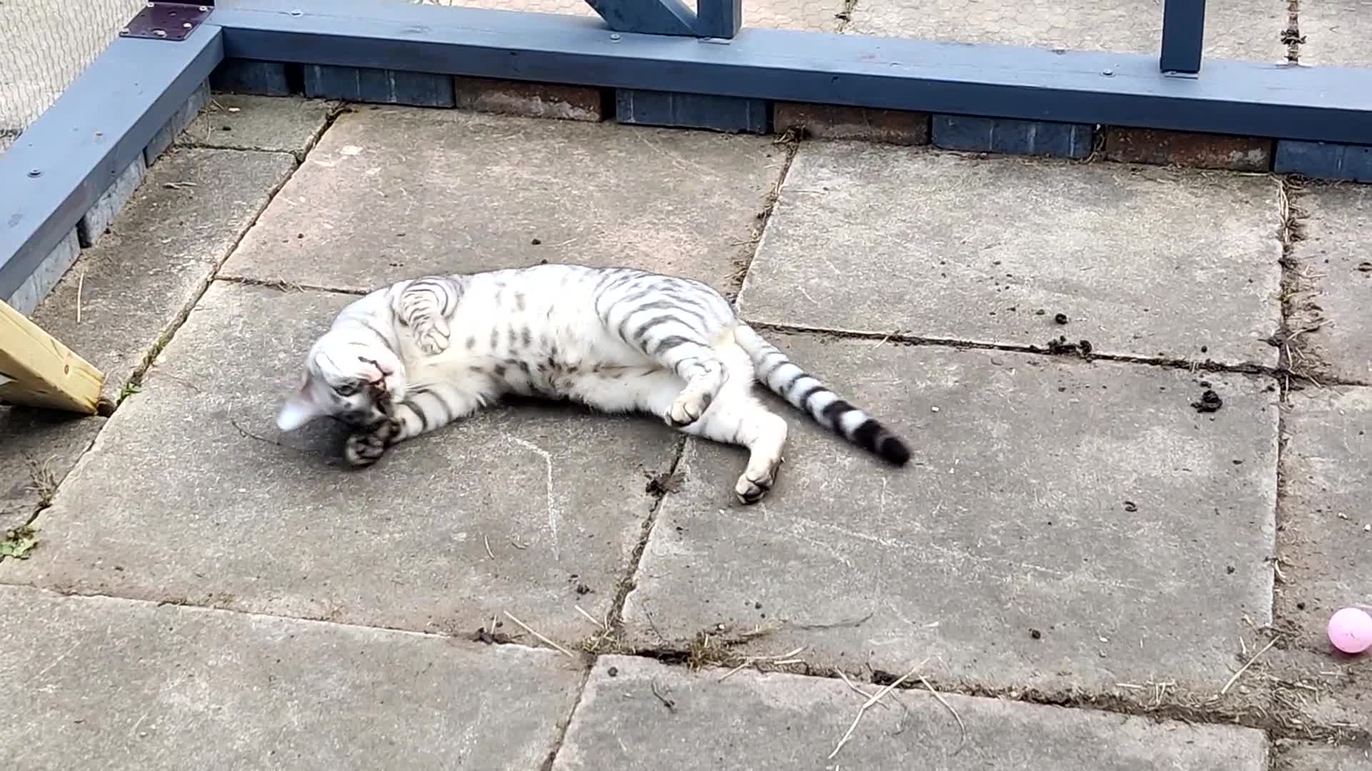 Bengal cats for sale: Reduced price only 2 boys left in Saint Helens - Video 2