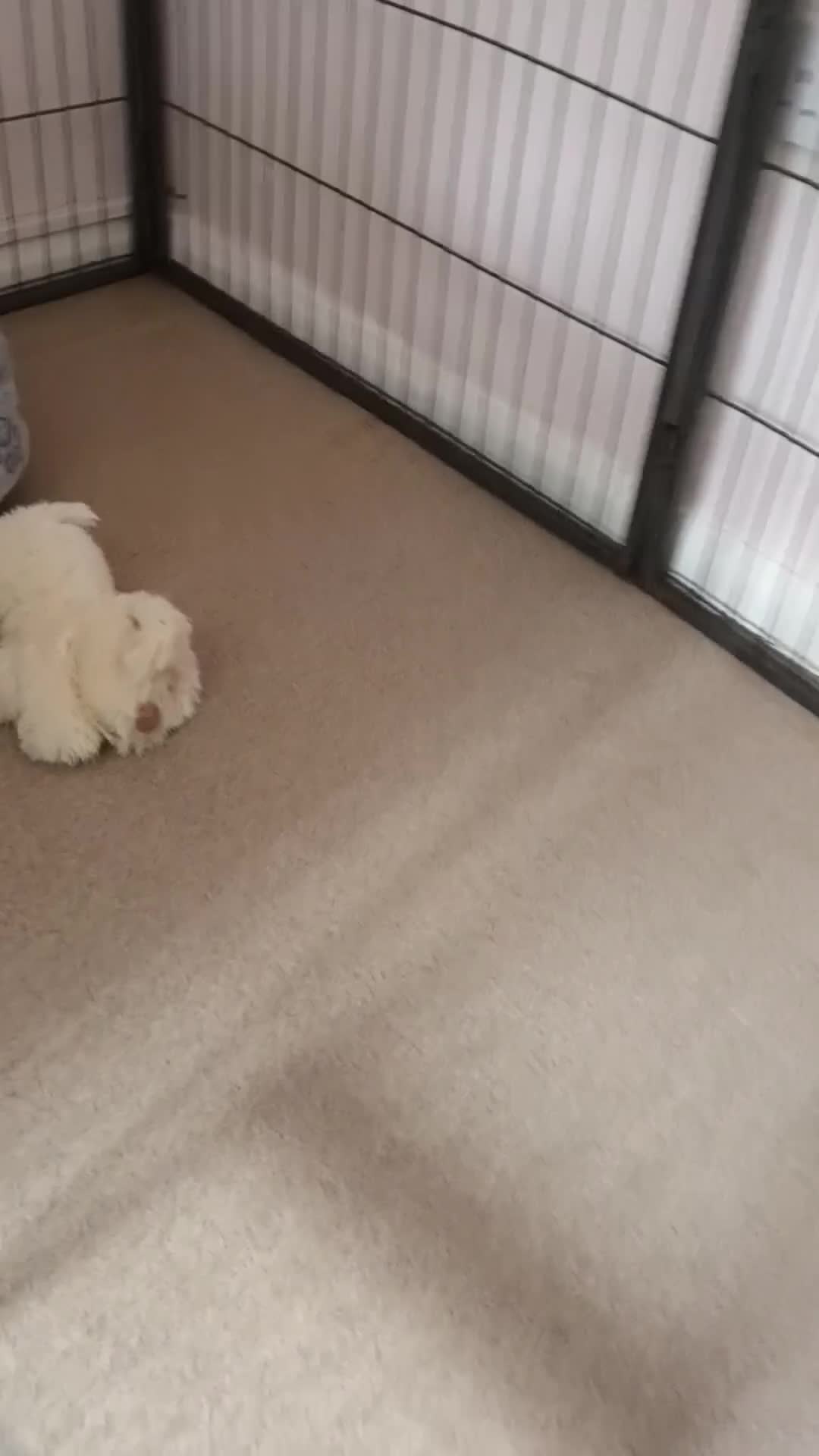Shih Tzu dogs for sale: Tiny miniature shihtzu  - Video 1