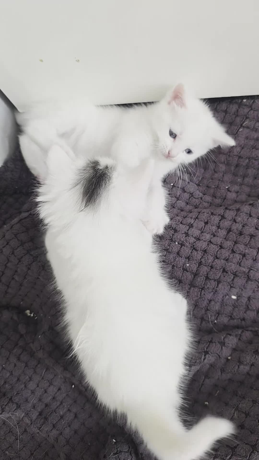 Mixed Breed cats for sale: 🔹️🔸️🔹️Kittens🔸️domestic cat x Ragdoll 🔹️🔸️ - Video 1