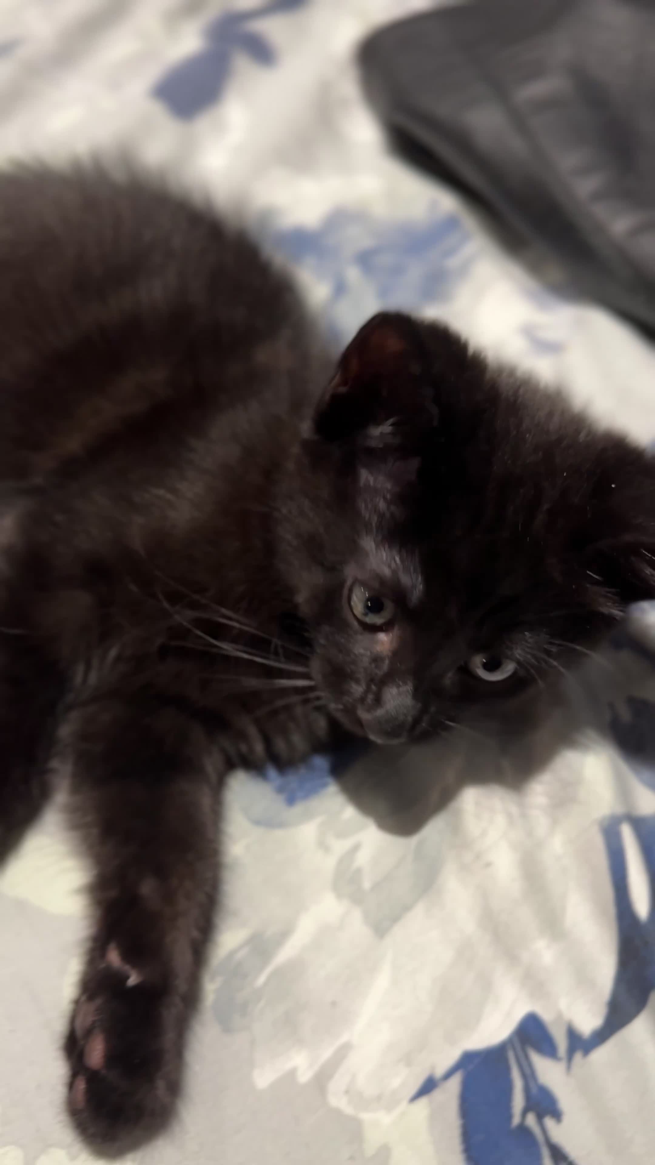 Ojos Azules cats for sale: 8 week kitten in Salford - Video 1