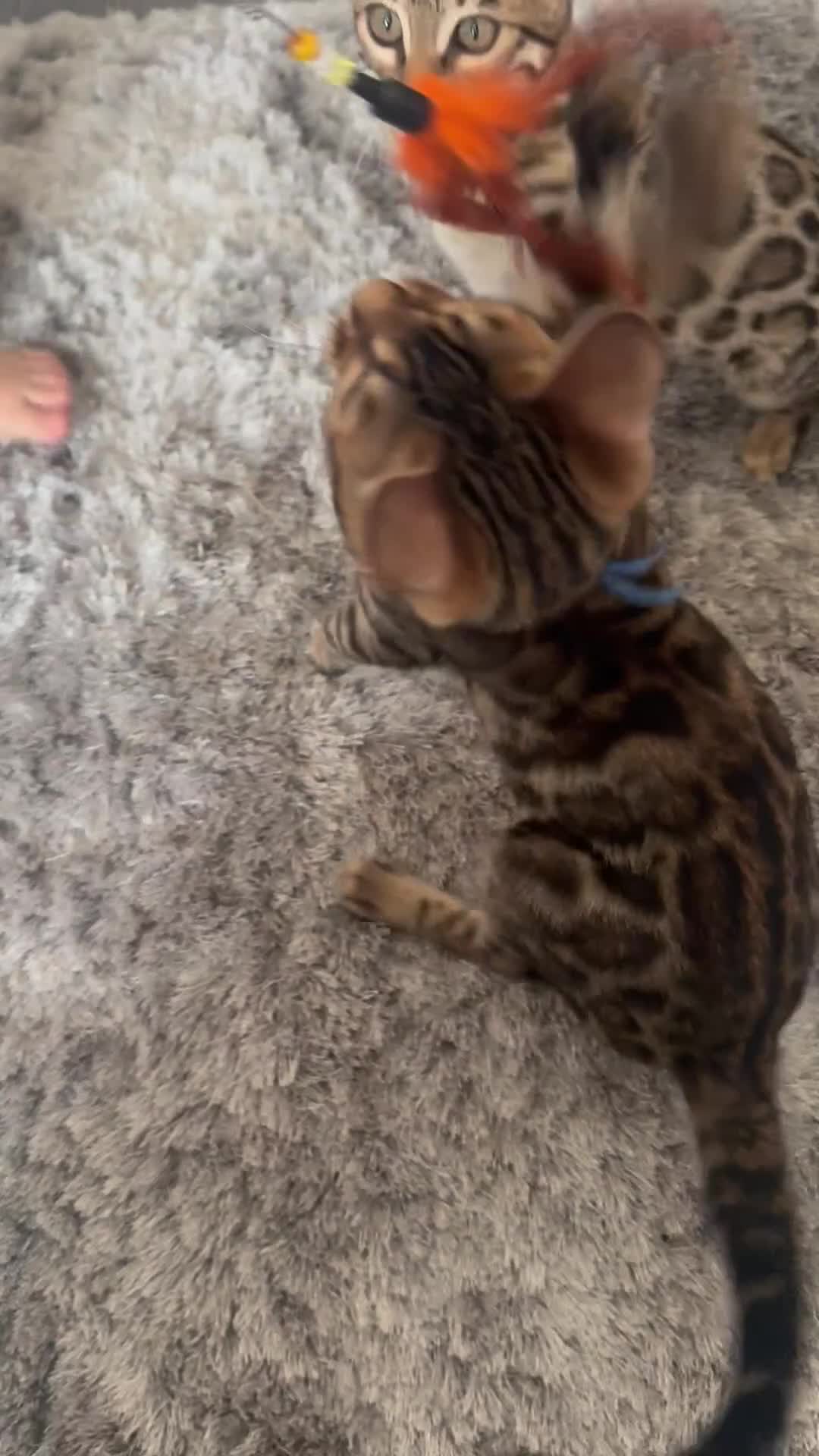 Bengal cats for sale: 2 Bengals Kittens Left ✨ in Southam - Video 1