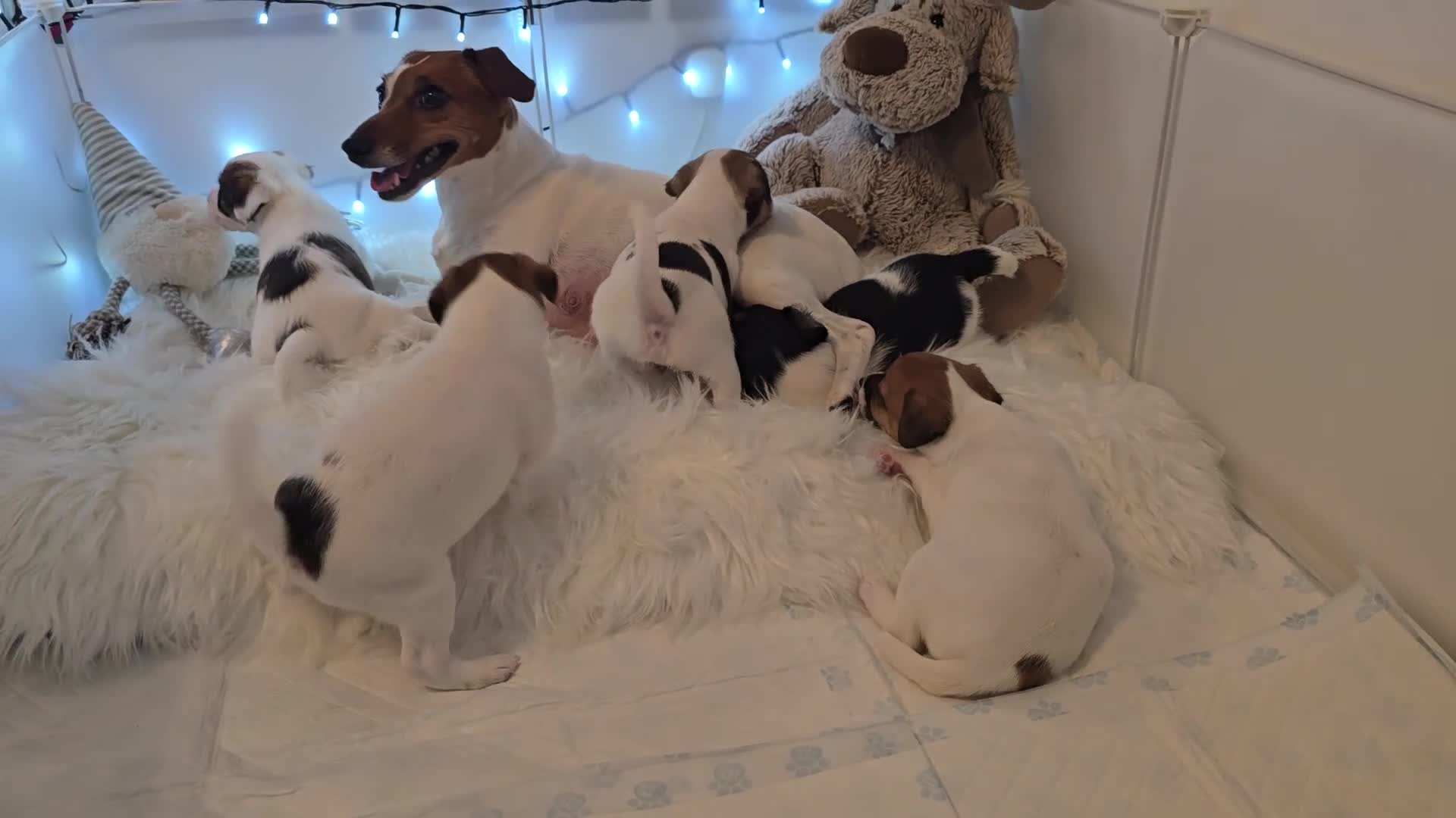 Mixed Breed dogs for sale: Five beautiful Jack Russel puppies for sale - Video 1