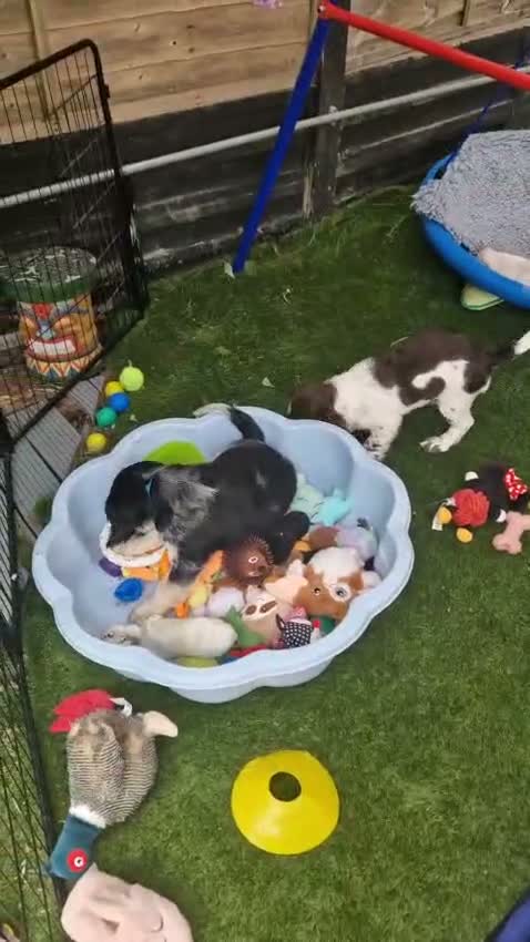Cockapoo dogs for sale: COCKER SPANIEL 3 boys left. - Video 2