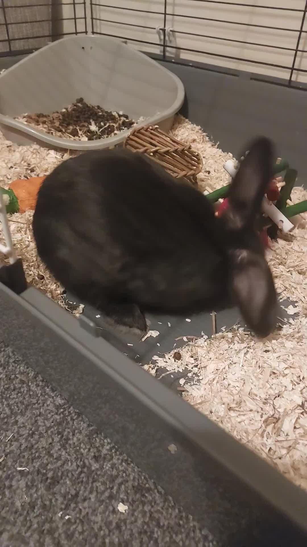 English rabbits for sale: Bugsy - Video 2