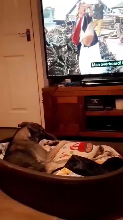 Mixed Breed dogs for sale: Meet Holly! - Video 3