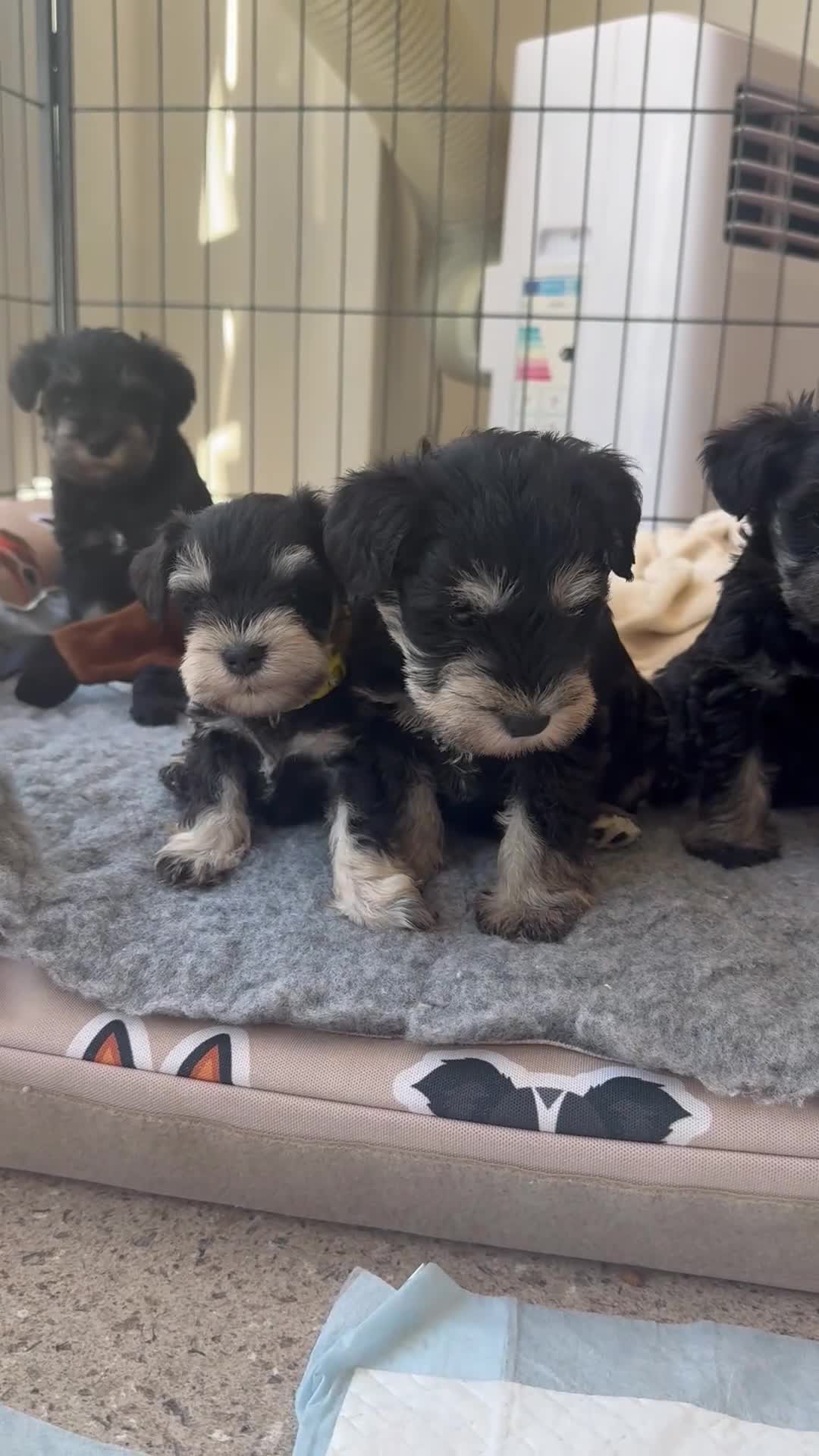 Miniature Schnauzer dogs for sale: 🐾 Miniature Schnauzer Puppies - Video 2