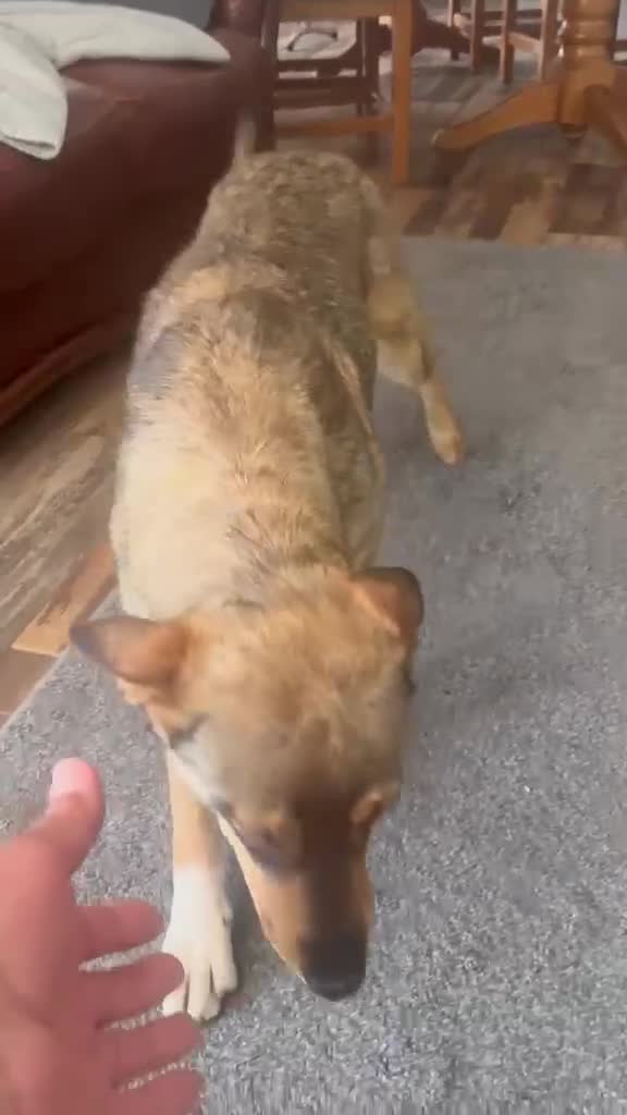 Mixed Breed dogs for adoption: Cute Bella looking for LOVE - Video 1