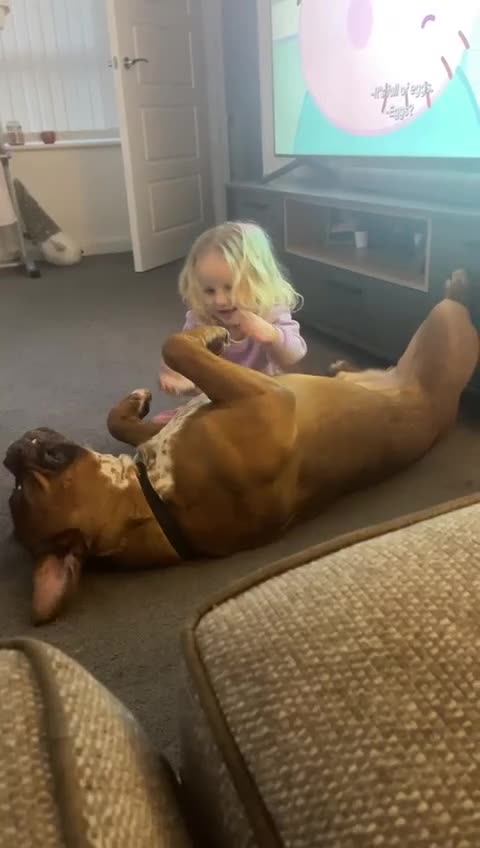 Mixed Breed dogs for sale: Dogue De Bordeaux  - Video 1