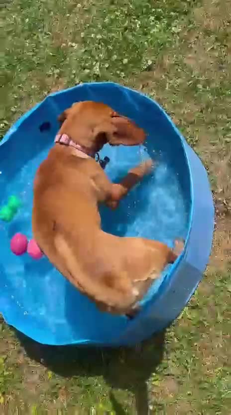 Mixed Breed dogs for adoption: RUBY - 8 months old, Female, Vizla Mix - Video 4