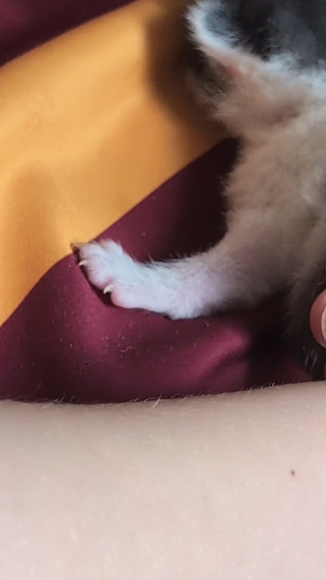 Mixed Breed cats for sale: Beautiful Well-Socialised Kittens - Video 1