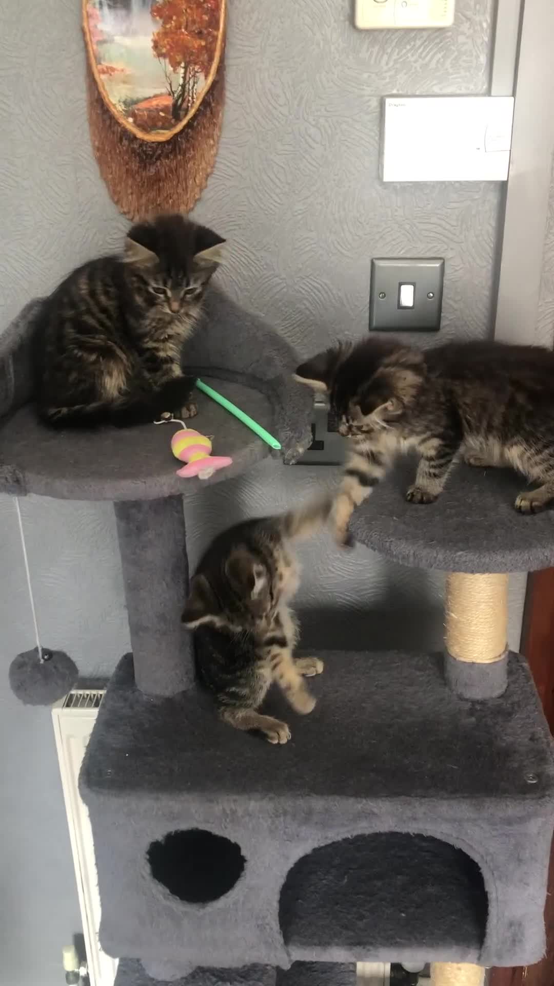 Mixed Breed cats for sale: Beautifully kittens ready for new home - Video 2