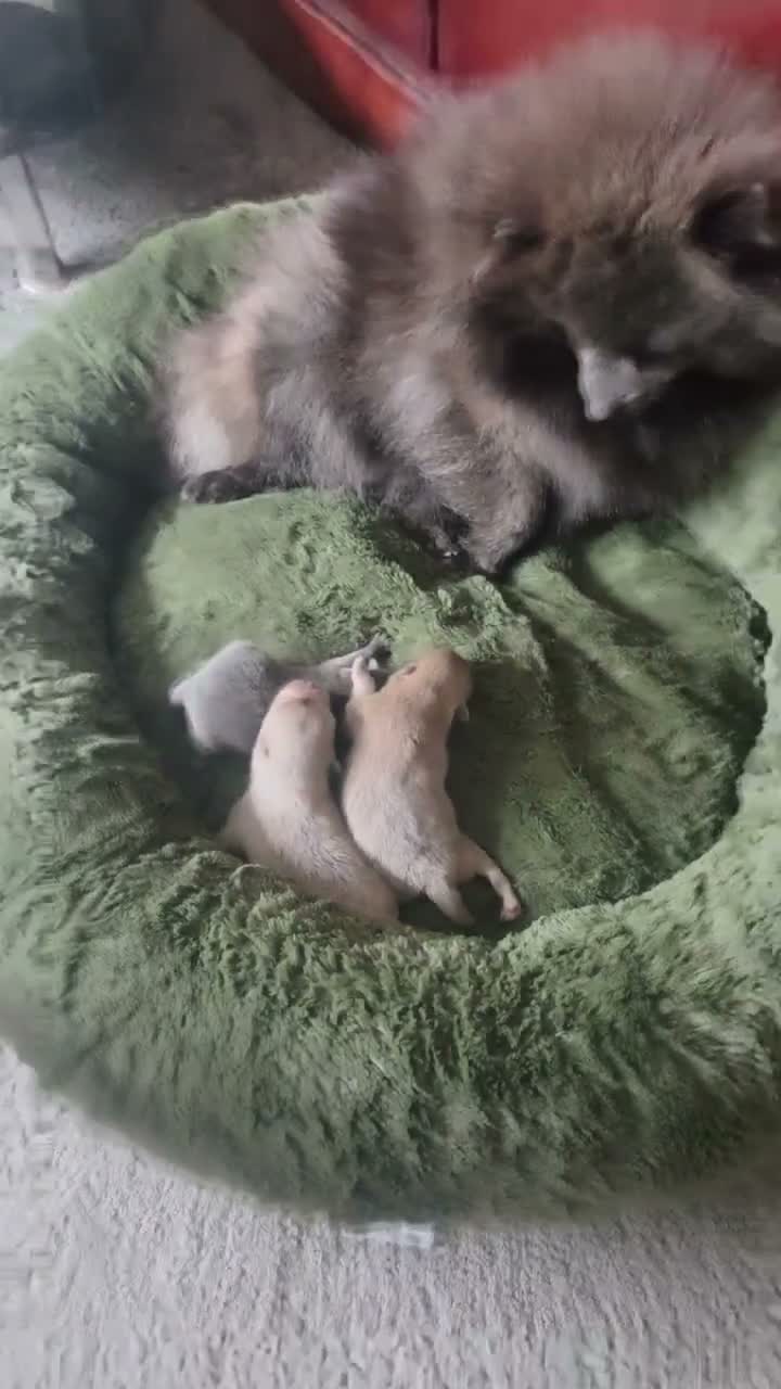 Pomeranian dogs for sale: Stunning blue and lilac mini pomeranian  in Worksop - Video 1