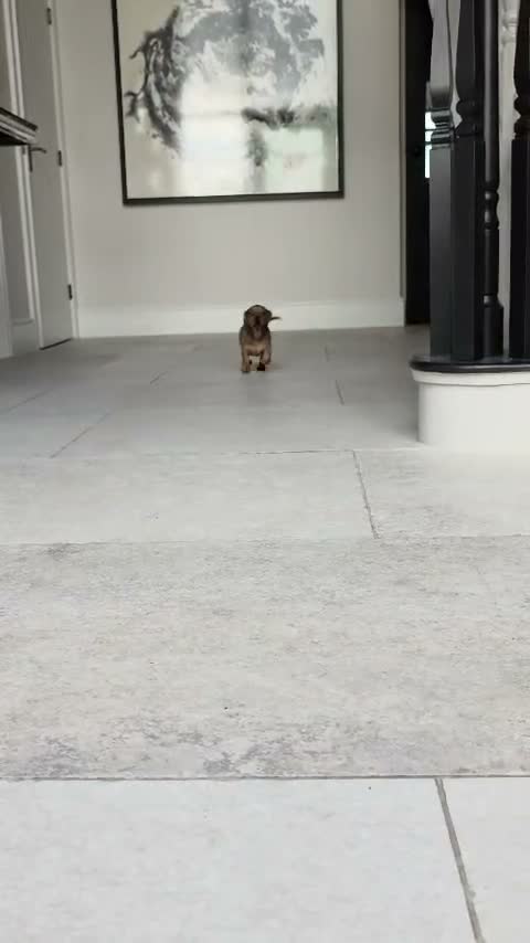 Miniature Dachshund dogs for sale: ⭐️REDUCED⭐️Beautiful KC Registered Puppy Bitch - Video 1