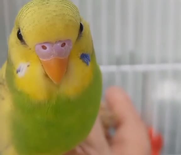 Budgerigars birds for sale: Pet baby budgies priced from £30. - Video 4