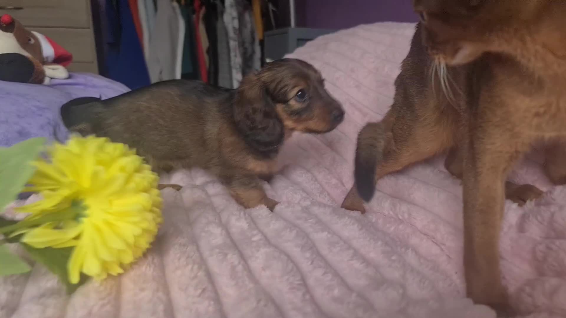 Dachshund dogs for sale: Last one beautiful long-haired dachshunds girl 😍 - Video 2