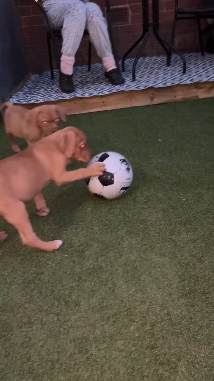 Mixed Breed dogs for sale: Dogue de Bordeaux / English mastiff  in Leeds - Video 5