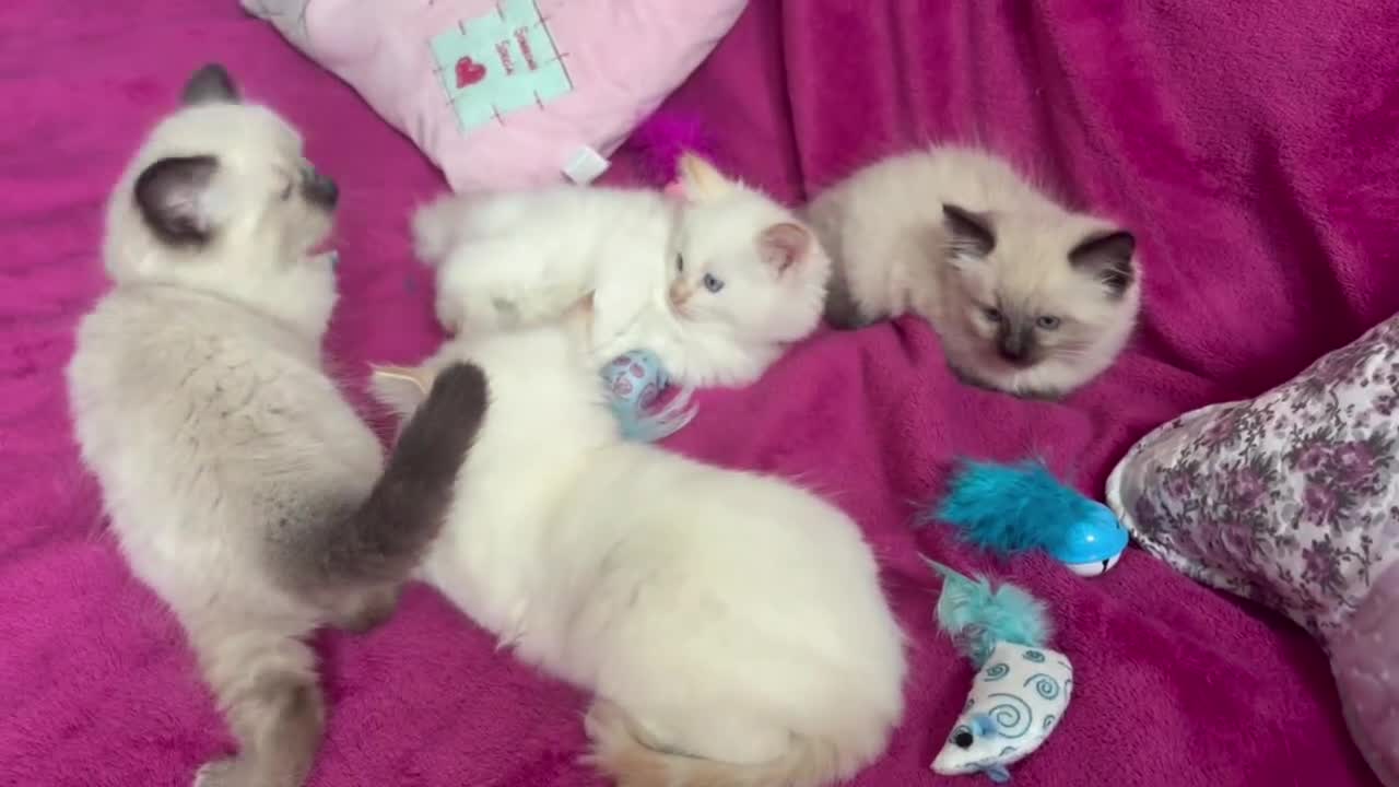 Ragamese cats for sale: Ragamese - Ragdoll x Siamese adorable kittens  - Video 4