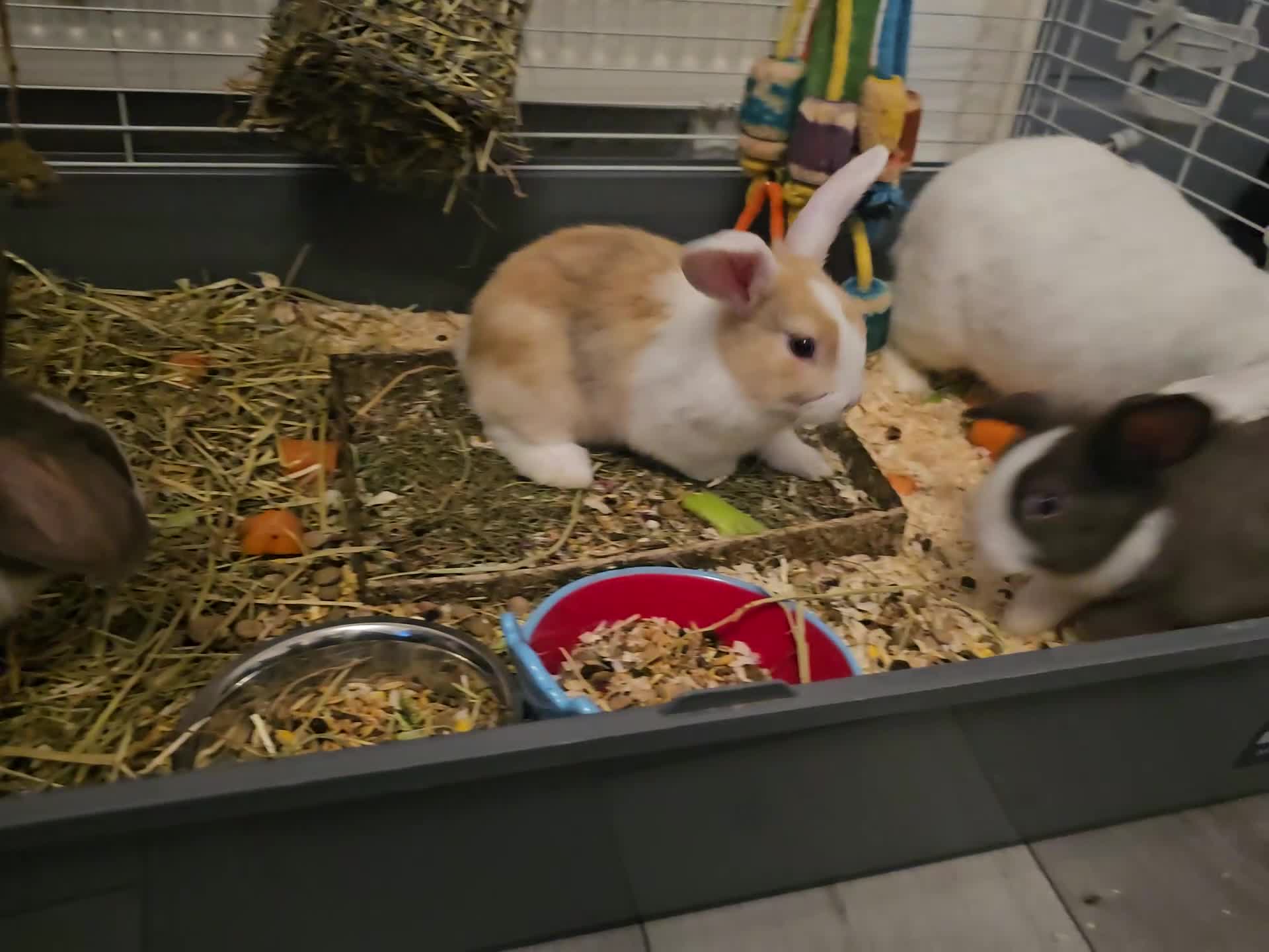 Mixed Breed rabbits for sale: 3 baby bunnies ready for their forever home - Video 4