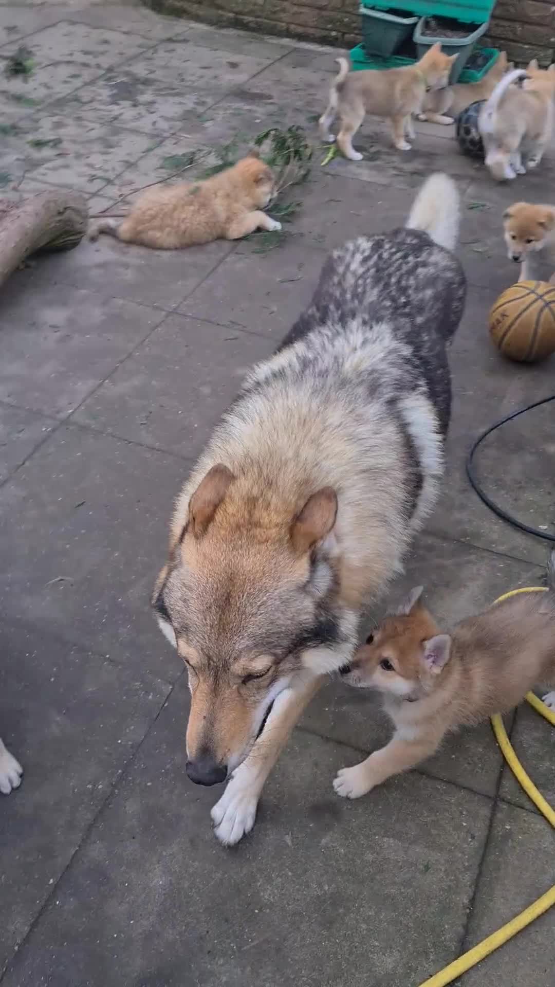 Saarloos Wolfdog dogs for stud: Stud Czechoslovakian wolfdog in Birmingham - Video 4