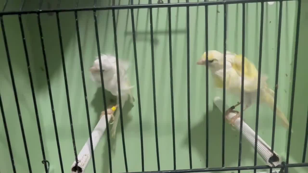 Canaries birds for sale: Beautiful Frilled Canaries – Pair with Cage - Video 4